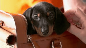RALPH LAUREN & ASPCA TAKE TO THE RUNWAY FOR ADOPT A SHELTER DOG&nbsp;MONTH